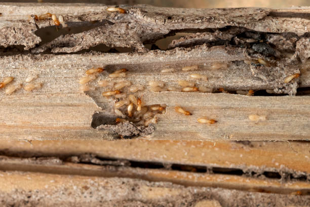 Best Termite Control Services  in Hummelstown, PA
